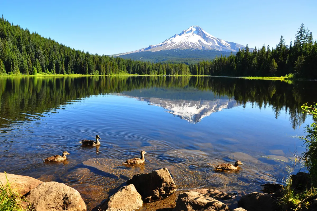 A breathtaking view of a tranquil mountain lake, bordered by lush trees and frequented by ducks, with mountains rising in the distance. The peaceful natural setting evokes the spirit of outdoor adventure and exploration that awaits just steps from the property.
